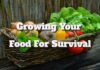 Growing your Food for Survival – Tips and Practices