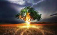 tree-stands-in-field-amidst-lightning-strikes